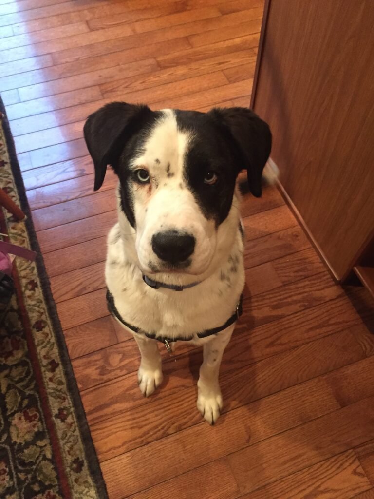 Pepper’s Paws Dog Training, LLC