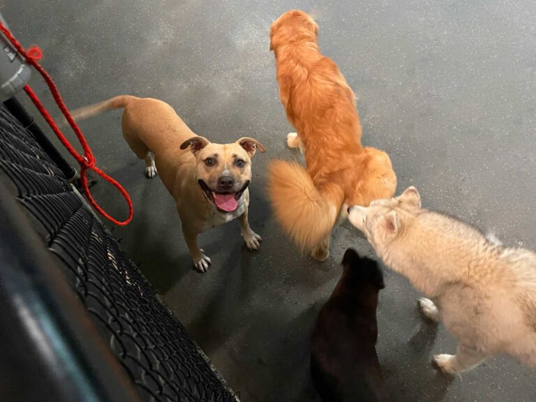 Pet Dynasty: Boarding, Daycare, Grooming & Training Academy