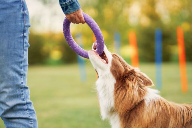 Pet Resort in The Gardens
