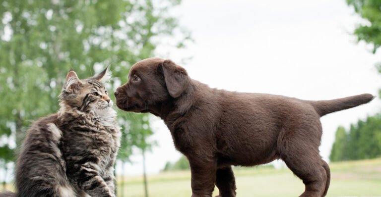PetHealth UrgentCare – Wyomissing