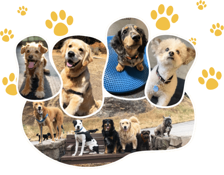 Primepaw Dog Training: San Francisco’s BEST!