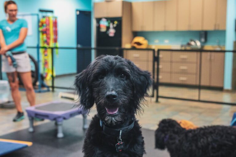 Pup Start Chicago