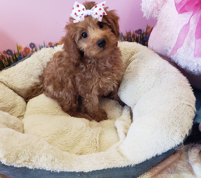 Puppy Town