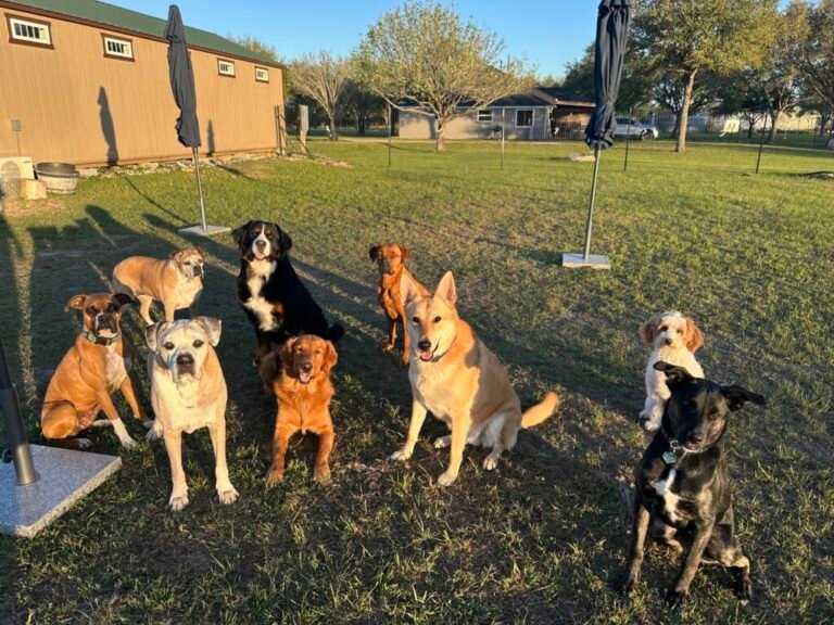 Pupsties