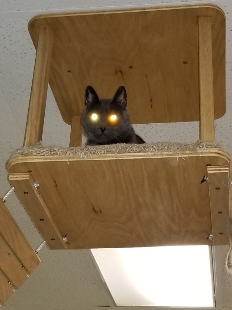 Purrfect Purr Cat Hotel