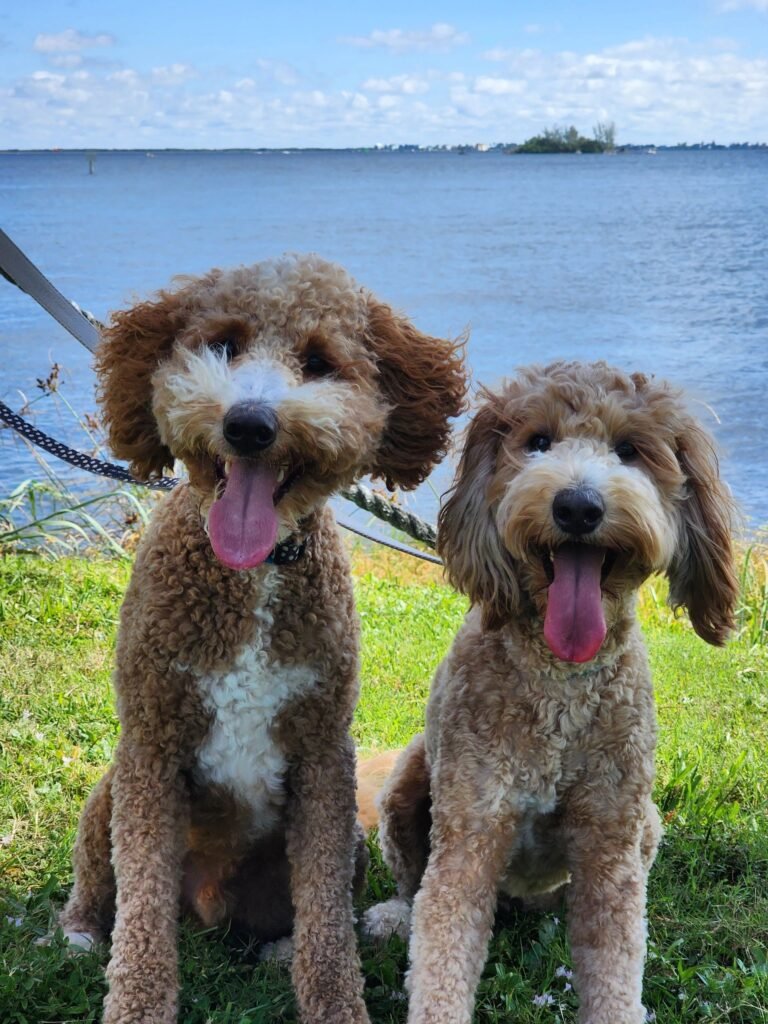 Pursuing Pawgress Dog Training