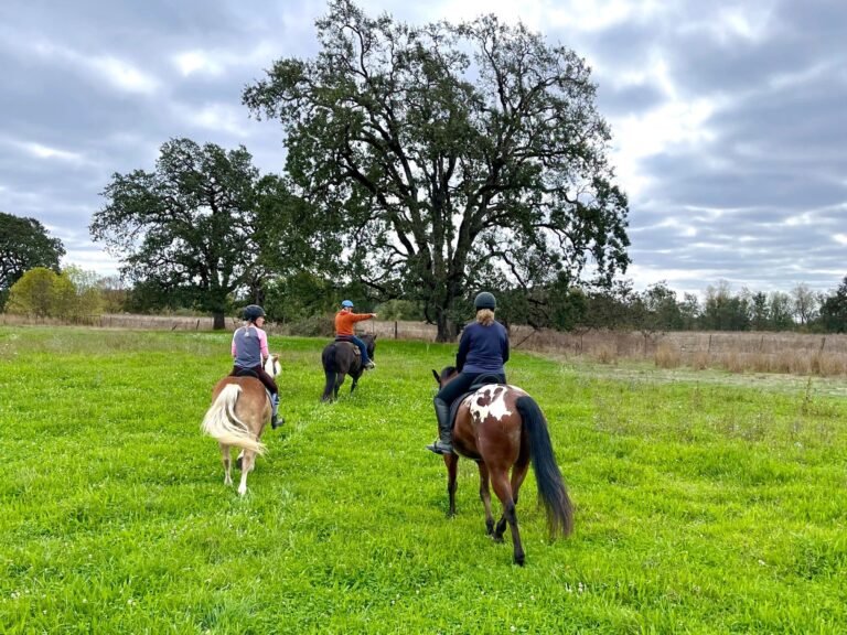 Q Ranch