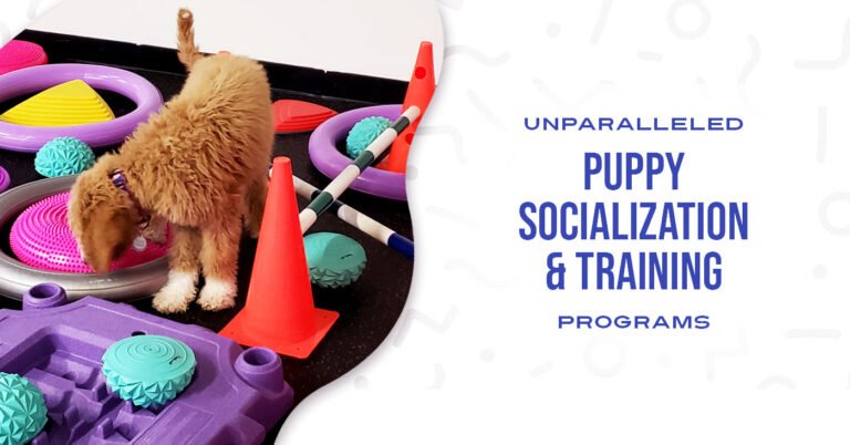 Rocky Mountain Dog Training