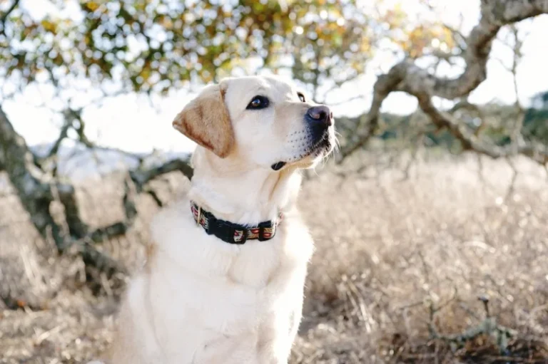 Rosetree Dog Training LLC