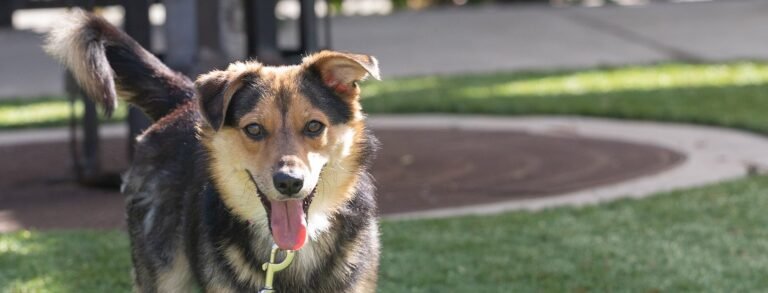 San Francisco SPCA Veterinary Behavior Service