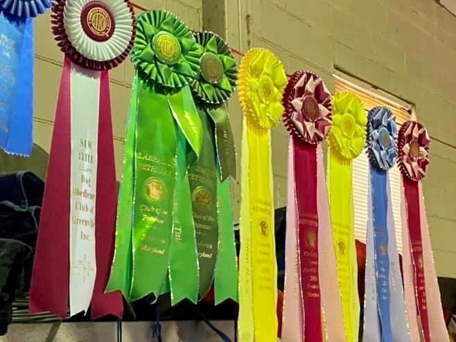 Savannah Dog Training Club