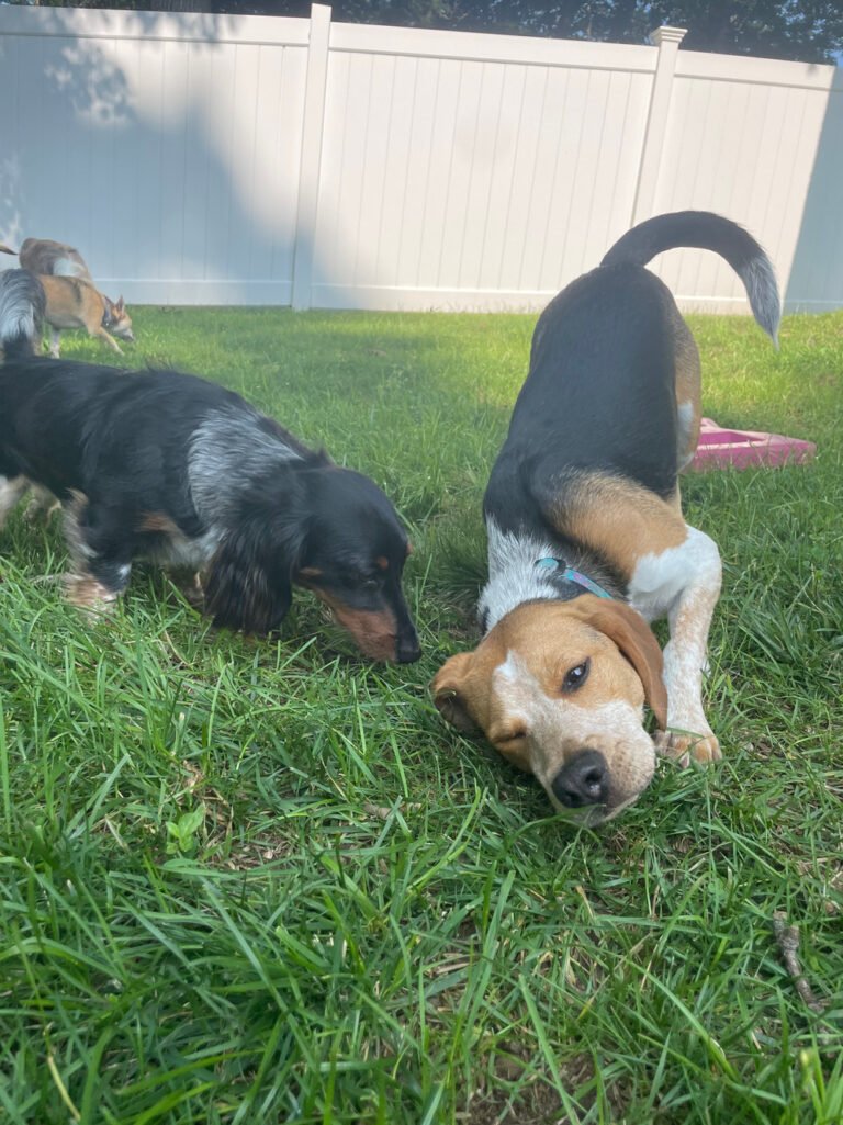 Shoreline Pet Lodge