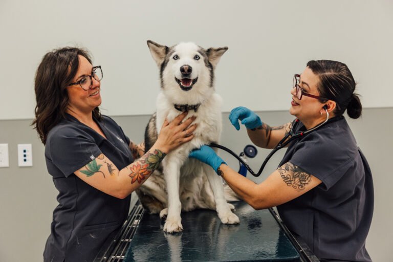 Sol Veterinary: Animal Healing Center