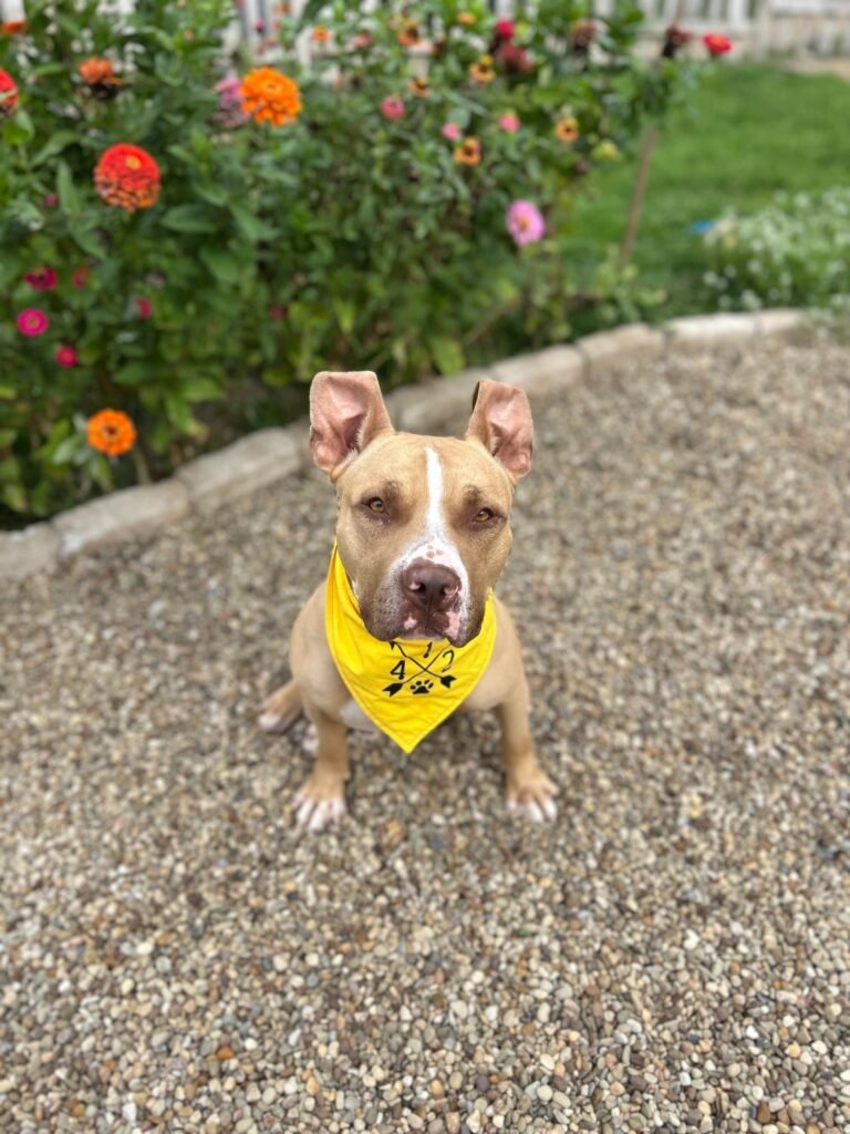 South Hills Pet Rescue Boarding