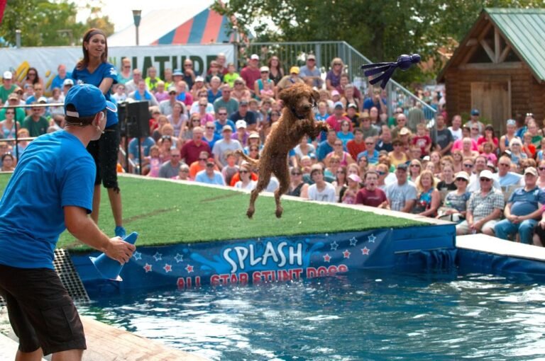STUNT DOG ACADEMY
