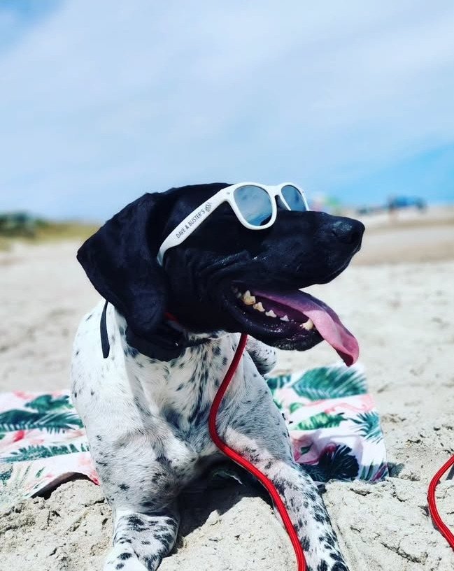 Sunshine K9 Training LLC