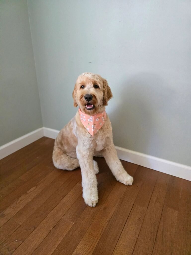 Sweet Lovins and Grooming LLC