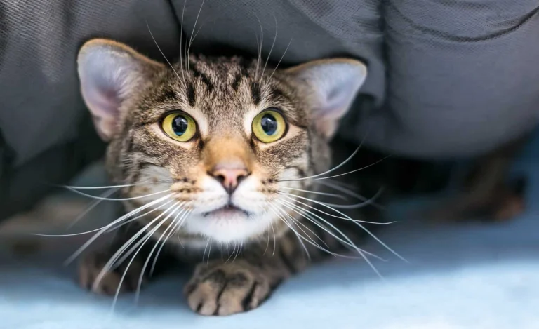 Tender Loving Care Pet Nursing Hotel