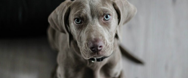 The Canine Club of Chicago – Dog Training Services