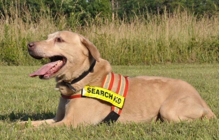 The Canine Commission LLC