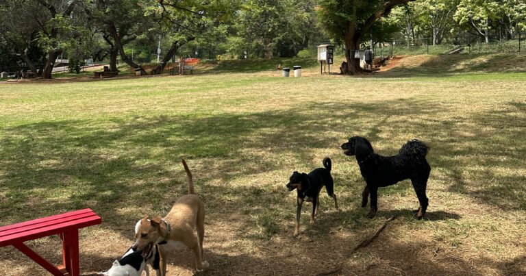 The Clark Hatch Bark Park at Diamond Head