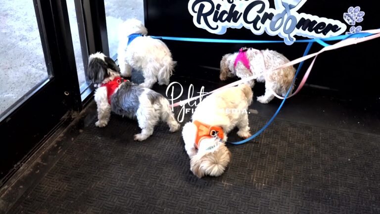 The Rich Groomer