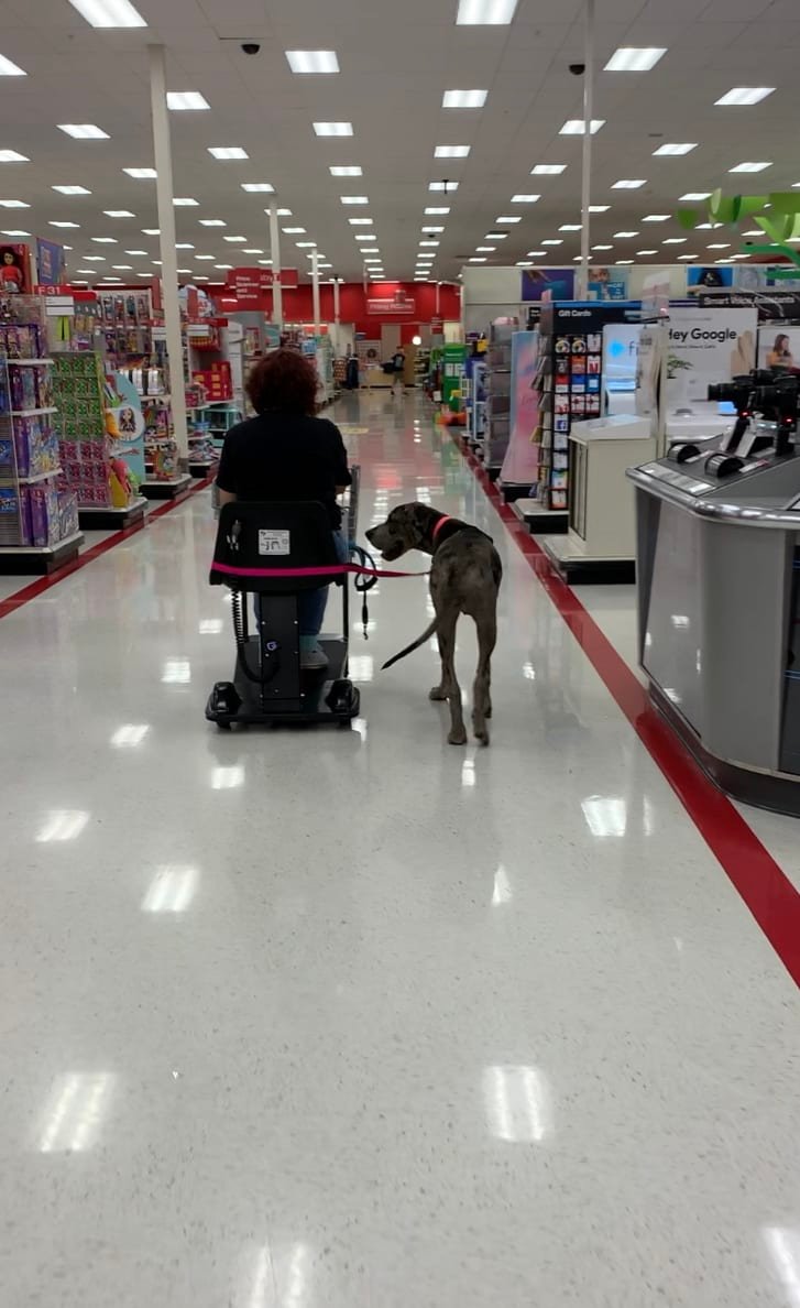 The Service Dog Team Academy