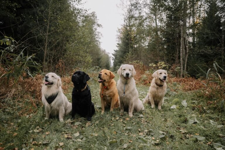 The Stellar Dog, LLC