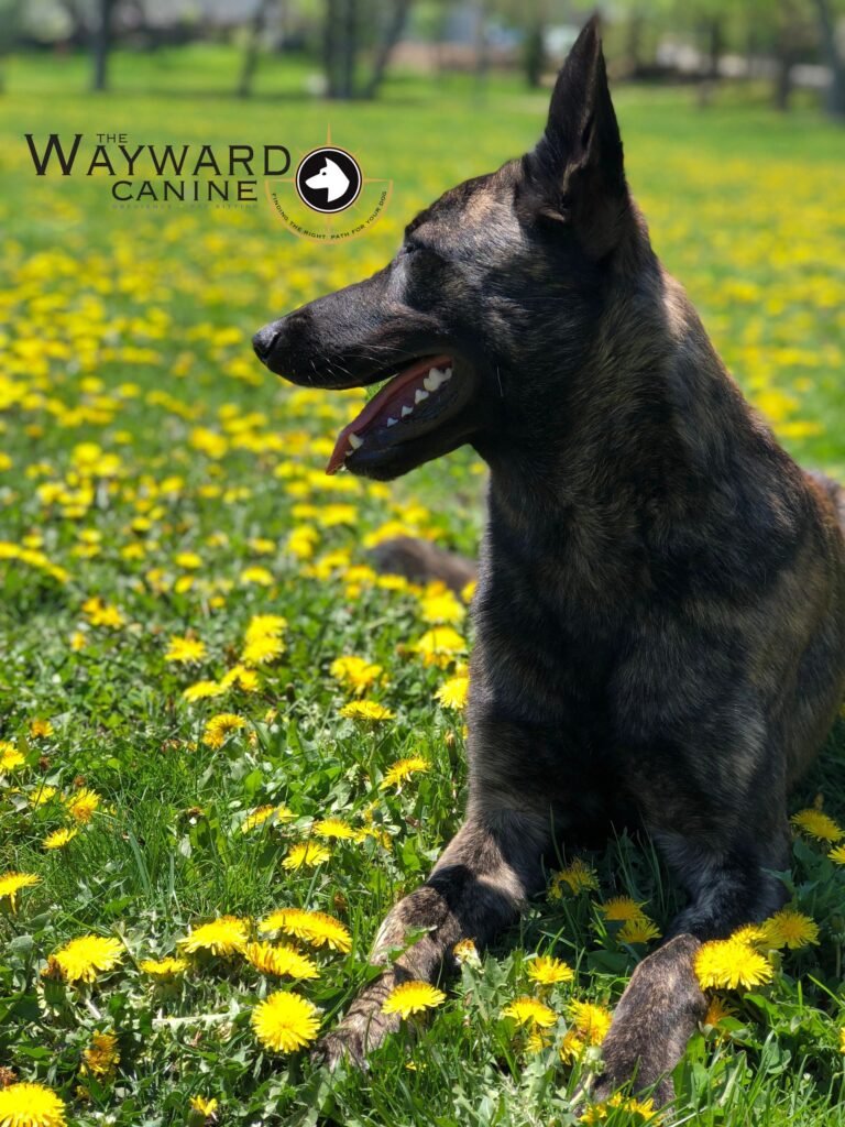 The Wayward Canine
