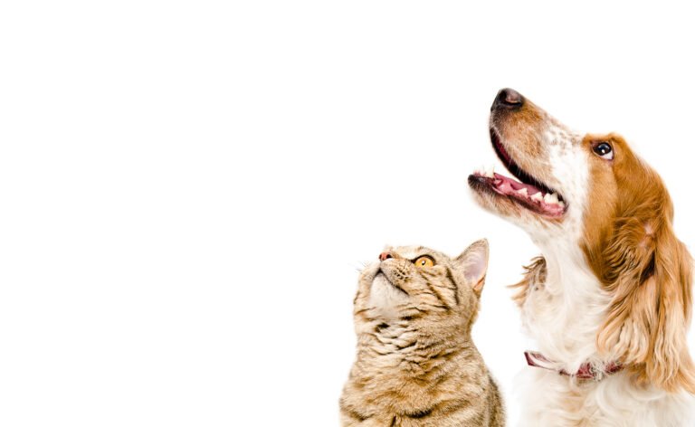 Traveling Tails Veterinary Clinic | Thousand Oaks