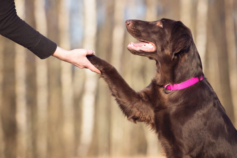 Unleashed Behavior & Training Services