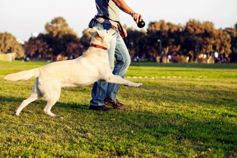 Venture Farm Dog Training