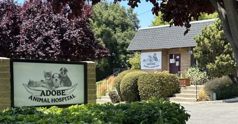 Veterinarian Care Concord