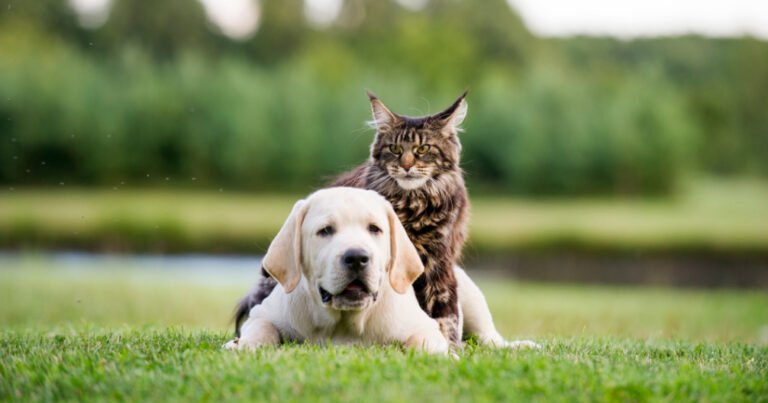 Veterinary Associates