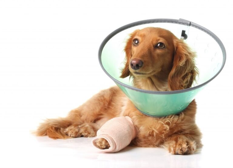 Veterinary Orthopedic Services
