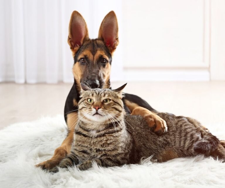 Village Veterinary Clinic