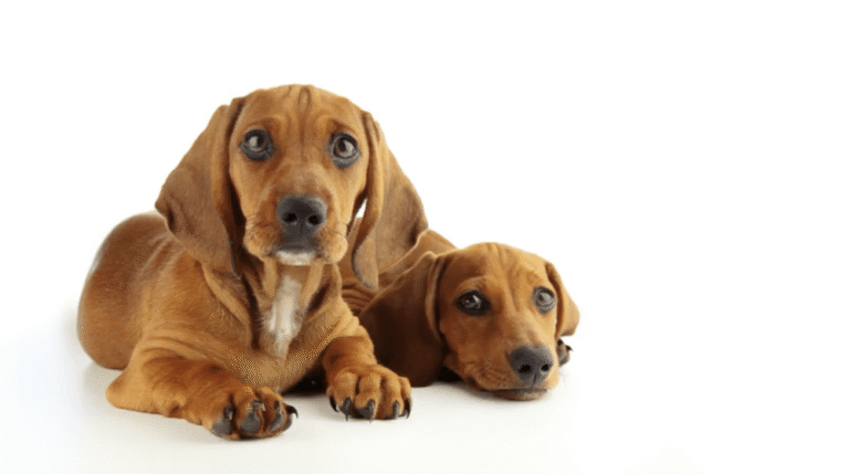 Waggin Tails Dog Grooming