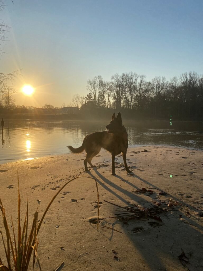 Waterside Veterinary Services
