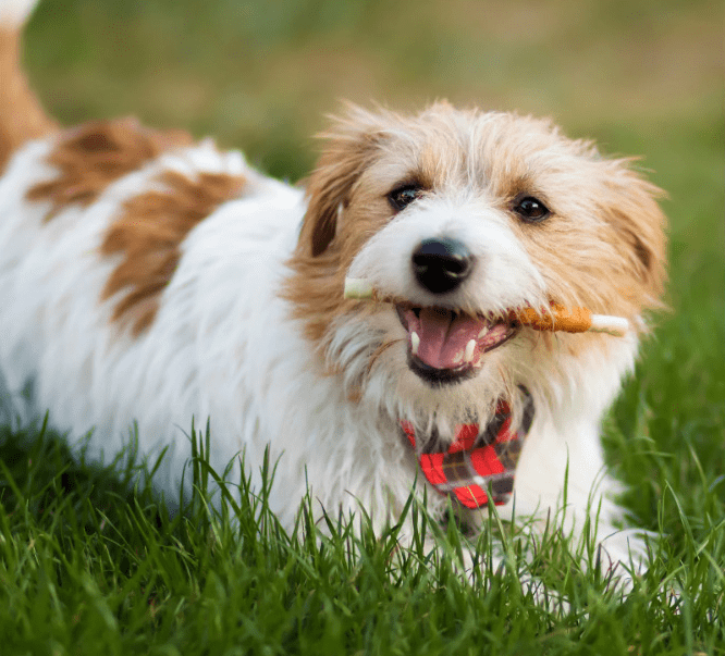 Whole Pet – Fort Smith