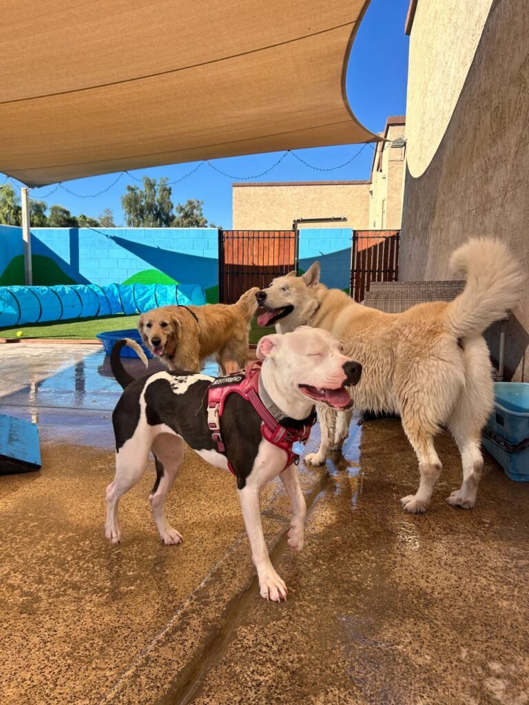 Wiggles and Wags Pet Resort