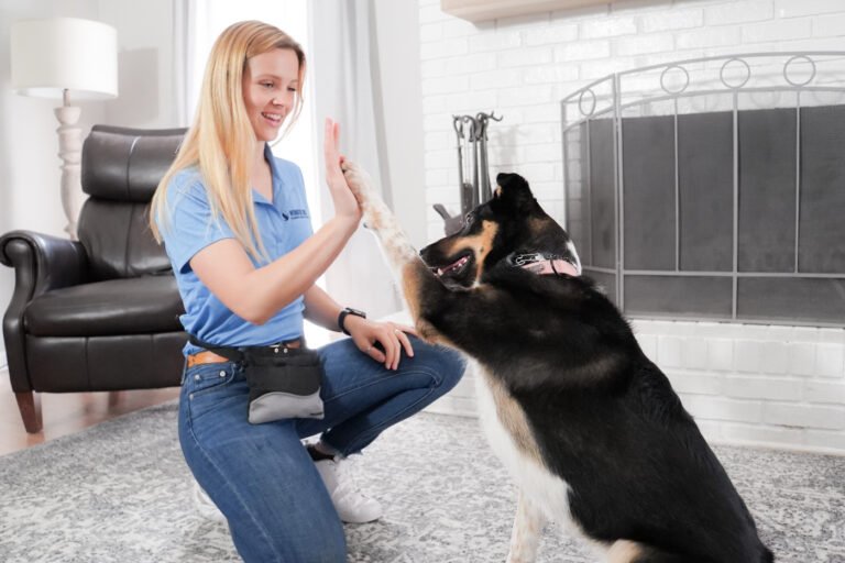 Wonder Dog Training