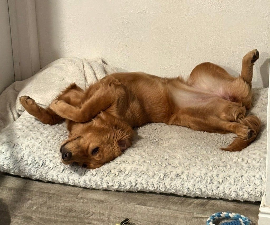 SLC Fur Babies Doggy Daycare