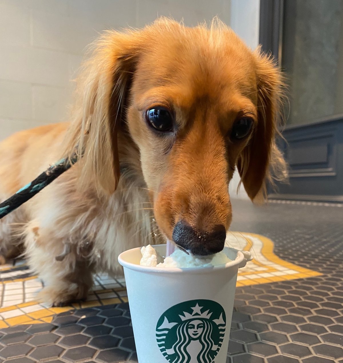 Dallas Pet Sitting