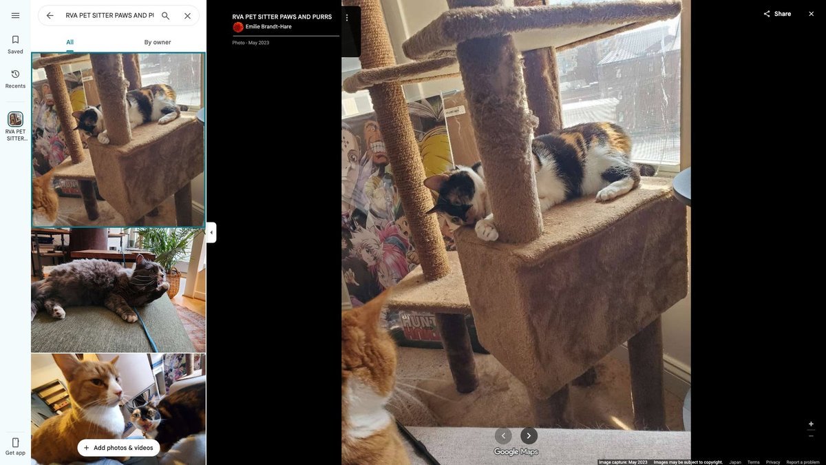 RVA PET SITTER PAWS AND PURRS
