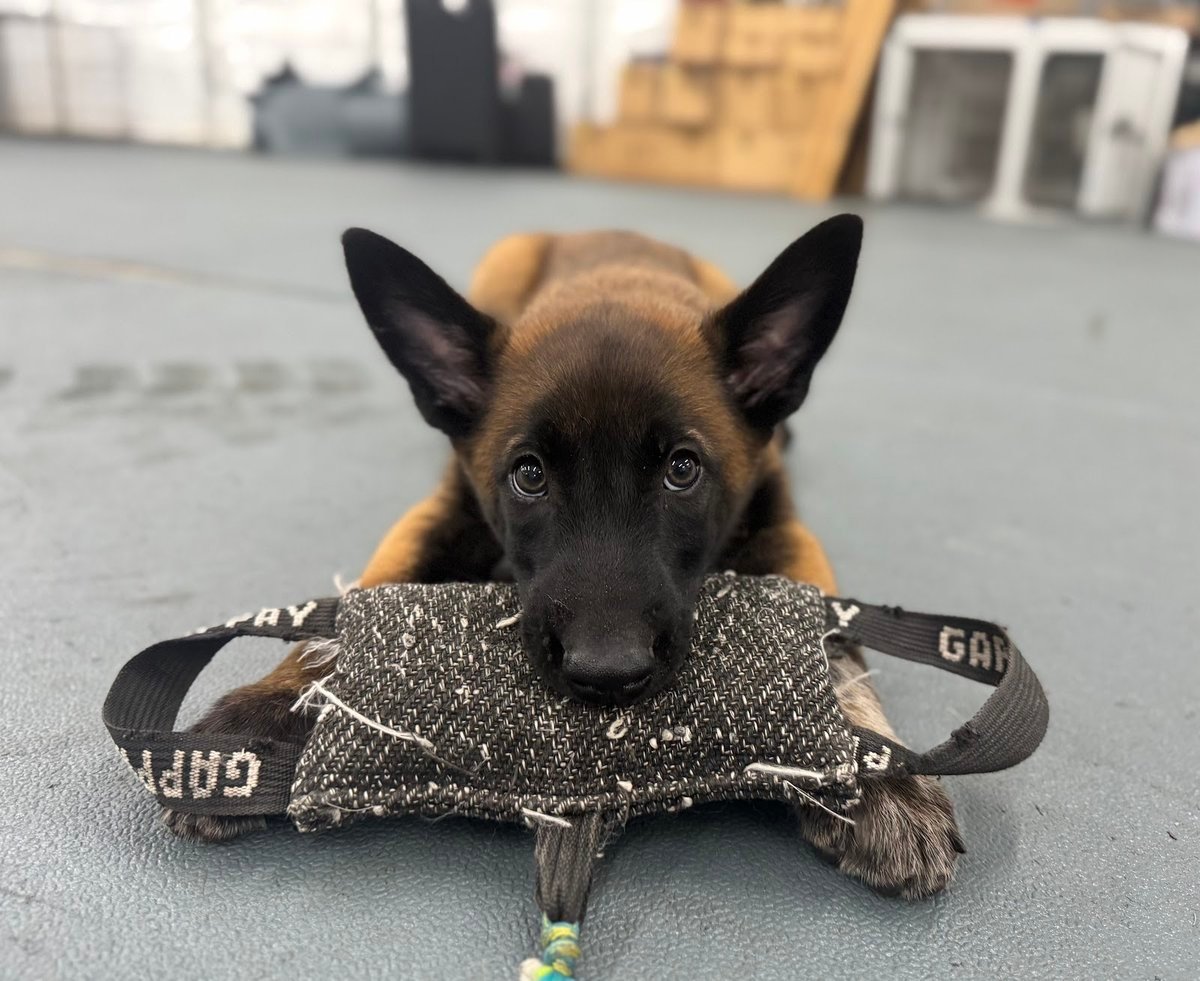 Off Leash K9 Training, Northern Utah